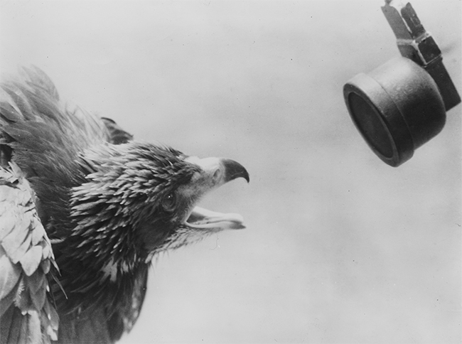 Eagle Calling into Microphone